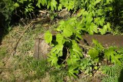 aja_20140627_1830040398