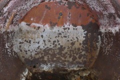 la_roseraye_3_septembre_2015_5_20170521_1167886884