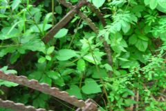 lon_20140627_1147711157