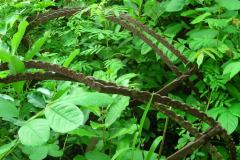 lon_20140627_1923295926
