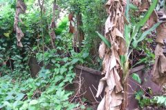 trieenc_20140627_1474959208