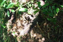 trieenc_20140627_1768006335