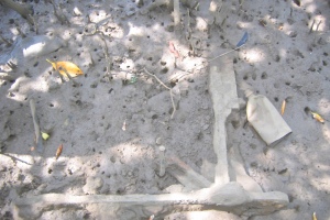 Mangrove de Kaweni