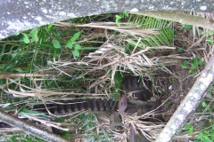 mirereni_moteur_vert_20140627_1622111736