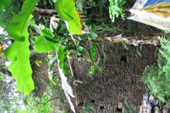 le_site_de_chiconi_en_2004_11_20141130_1838629852